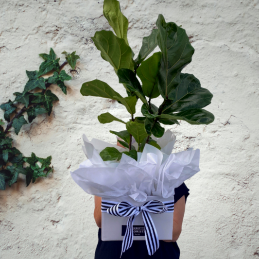 Fiddle Leaf fig in gift-wrapping.  Plant gift