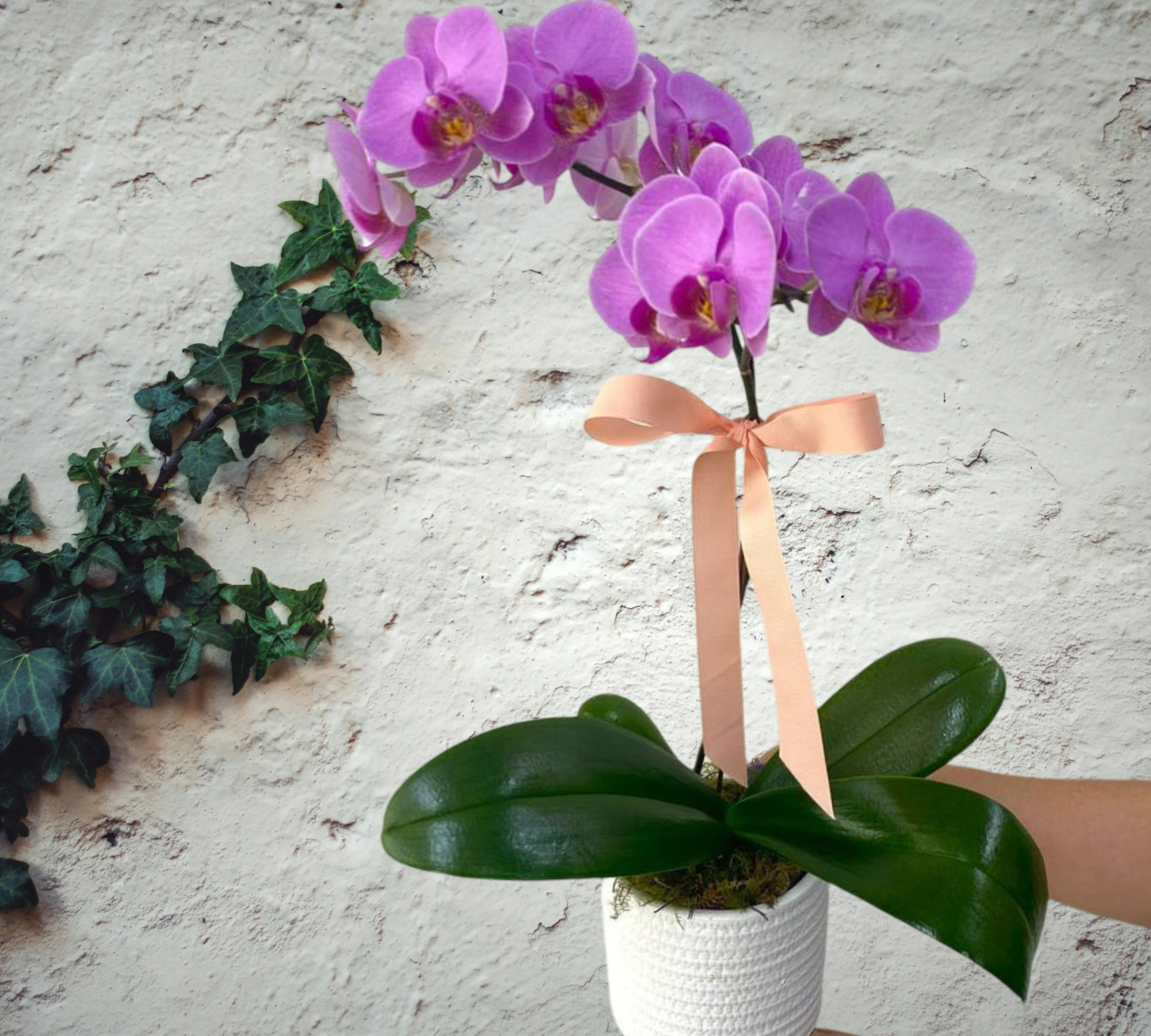 Orchid Plant in textured pot