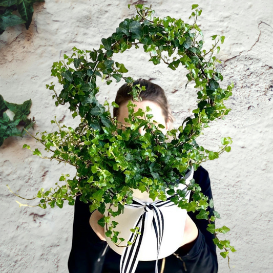 Plant, growing Ivy ring in ceramic