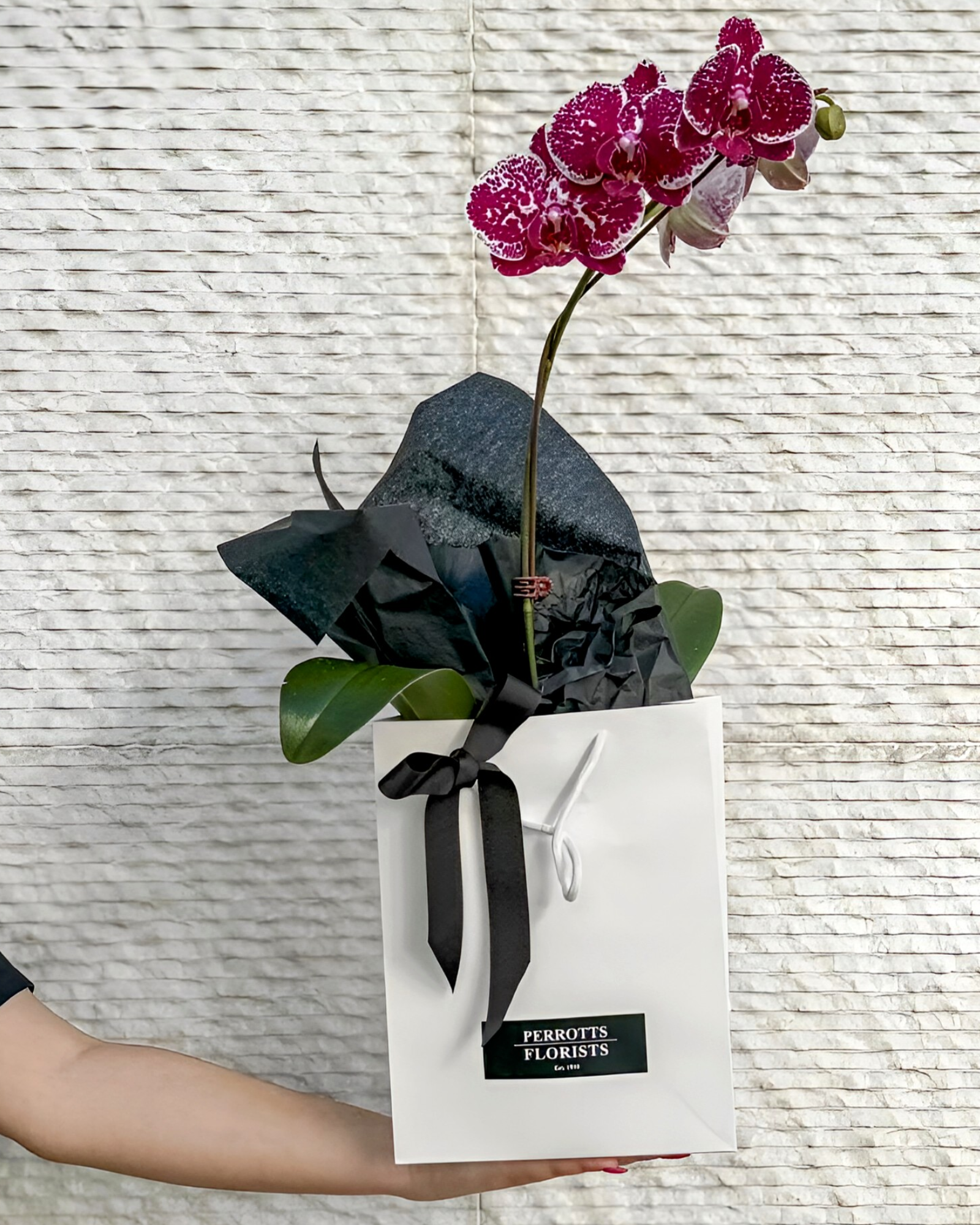 Flowering Orchid in giftpresentation